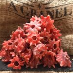 208.flor hibisco deshidratada