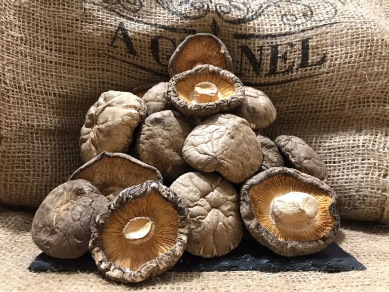 Setas Shiitake
